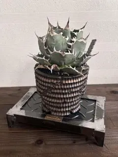 2025年最新】アガベ棚の人気アイテム - メルカリ