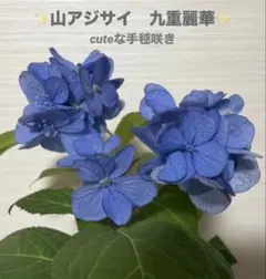 花苗】ヤマアジサイ 海峡 ポットごと発送 山紫陽花 山アジサイ