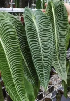 2025年最新】アンスリウムの人気アイテム - メルカリ