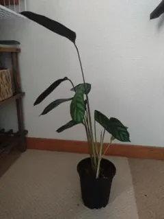 クテナンテ　セトサ
