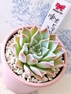 ꕤclara*様 リクエスト 9点 まとめ商品