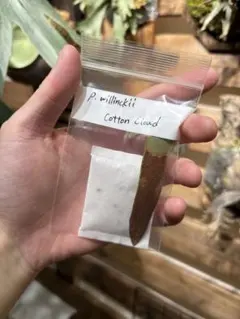 めろ様 リクエスト 2点 まとめ商品