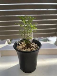 2025年最新】オペルクリカリア デカリーの人気アイテム - メルカリ