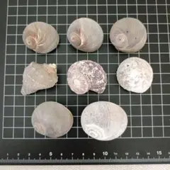 貝殻　巻貝　ヤドカリの家　天然素材