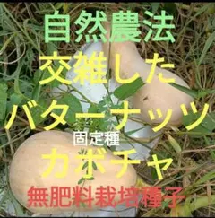 gohan oomori様 リクエスト 2点 まとめ商品