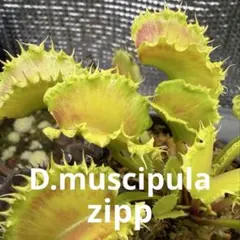 食虫植物 ハエトリソウ jaws smiley ハエトリグサ ジョーズスマイリー