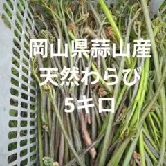天然わらび5キロ岡山県蒜山産山菜若芽まとめ売り