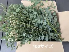 ユーカリ 銀世界 100サイズ たっぷり - メルカリ
