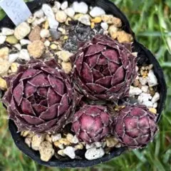 多肉植物 センペルビウム ダラス No.24【青】 - メルカリ