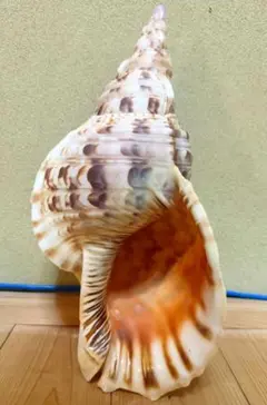 修験道法螺貝36.5㎝ 山伏 密教 魔除け 熊よけ❣️ホラガイ ほら貝