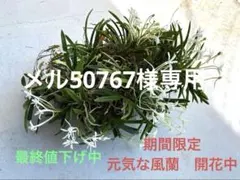 2026年最新】風蘭の人気アイテム - メルカリ