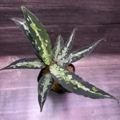 ◇RGL◇ 現地便 アチェ産 ワイルド アグラオネマ ピクタム