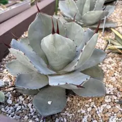 2026年最新】アガベ パリー ハンティントンの人気アイテム - メルカリ