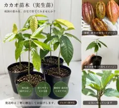 2026年最新】熱帯果樹苗木の人気アイテム - メルカリ