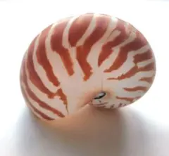 美品　フィリピン産　　　　　　　　　　　 オウムガイの殻 生きているホネガイです。綺麗な貝殻で、お土産屋さんなどで見かける