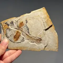 古代魚ナイティア化石 グリーンリバー層 始新世 5000万年前 - メルカリ