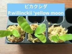 2025年最新】イエロームーン ビカクシダの人気アイテム - メルカリ