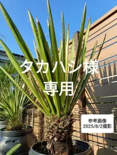 2025年最新】ユッカ カルネロサーナの人気アイテム - メルカリ