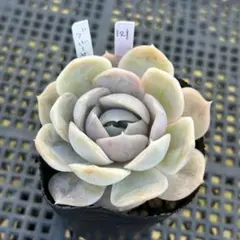 ❤️専用出品❤️ブルーサプライズ錦❤️抜き苗❤️ブルー札 2025年最新】ブルーサプライズ錦の人気アイテム - メルカリ