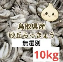 無農薬】鳥取県産 砂丘らっきょう ラッキョウ 10kg M～L - メルカリ