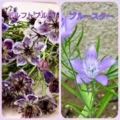 ニゲラ　2種類の種セット【デルフトブルー、ブルースター】各15粒