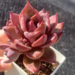 多肉植物 ピーチ姫 錦 斑入り 抜き苗 レア - メルカリ