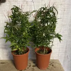 しーちゃん様専用です♪2鉢価格！ハゴロモジャスミン　苗　苗木　羽衣ジャスミン