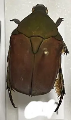 2025年最新】ハナムグリ標本の人気アイテム - メルカリ