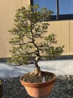 皐月 さつき 盆栽 花台 木製ディスプレイスタンド ダークレッド 楽天