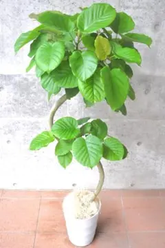 フィカス ウンベラータ 8号 156cm S-shaped tree form フィカス ウンベラータ 8号 156cm S-shaped tree form - メルカリ