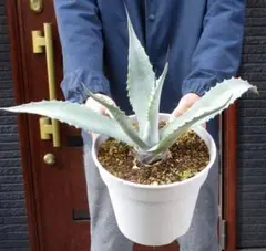 2025年最新】シルバーサーファー アガベの人気アイテム - メルカリ