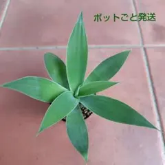 メルカリ便発送‼︎　アテナータ変わり斑　4カット苗 メルカリ便発送‼︎ アテナータ変わり斑 4カット苗