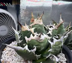 2025年最新】アガベ悪魔くんの人気アイテム - メルカリ