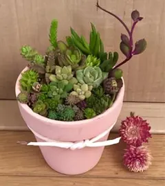 大容量　多肉植物　寄せ植え　育て方メモつき❤️ カラフル　　陶器製