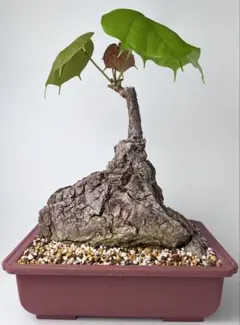 超激レア/塊根植物】フィルミアナ フルゲンス 鉢植え - メルカリ