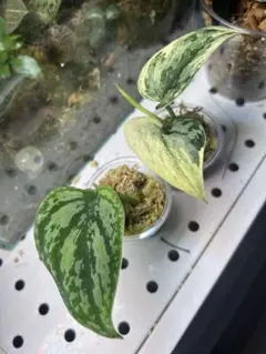 美株　スキンダプサス　マハリカ　斑入り　ハーフムーン　鉢ごとメルカリ便 美株 スキンダプサス マハリカ 斑入り ハーフムーン 鉢ごと