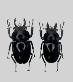 ダ*ド様 アマミマルバネクワガタWD標本　54.9㎜希少 アマミマルバネクワガタWD標本 54.9㎜希少 - メルカリ