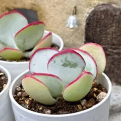 あめたん【プロフご一読ください】様 リクエスト 2点 まとめ商品