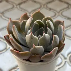 ✨札付き✨赤鬼・おらいさん・このまま発送・熟株 札付き】赤鬼 ミックスベリア おらいさん - メルカリ