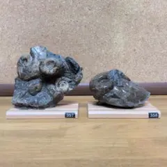 アンモナイト化石 (357.358)