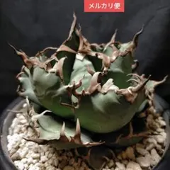 2026年最新】アガベ 海王の人気アイテム - メルカリ