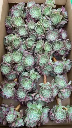 2026年最新】観葉植物 アエオニウムの人気アイテム - メルカリ