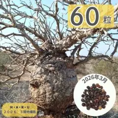 オペルクリカリアパキプス マダガスカル産 60粒の種子 塊根植物の王様のサムネイル