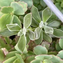 斑入りミセバヤ 多肉 カット苗 【7本】観葉植物 - メルカリ