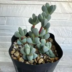 レーマニー 抜き苗 多肉植物 - メルカリ