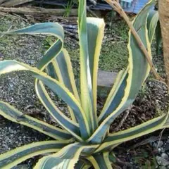 wolf7 プロフ必読様 リクエスト 2点 まとめ商品