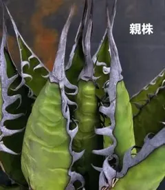 2025年最新】アガベ ホリダの人気アイテム - メルカリ