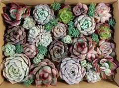 387 多肉植物カット苗セット　寄せ植えに♪