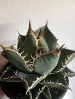 2025年最新】オテロイの人気アイテム - メルカリ