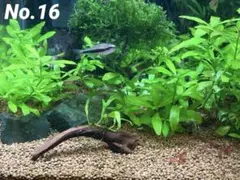 2026年最新】ミクロソリウムトライデントの人気アイテム - メルカリ